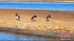 生态画卷再添彩 “鸟中大熊